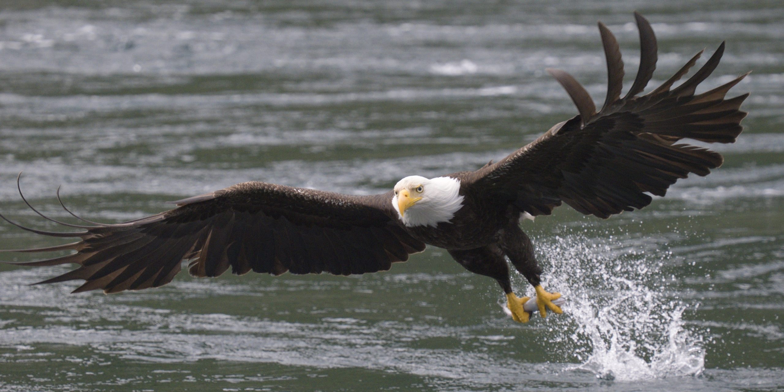 Canadian Bald Eagles & Coastal Wildlife I wildlife photography tour