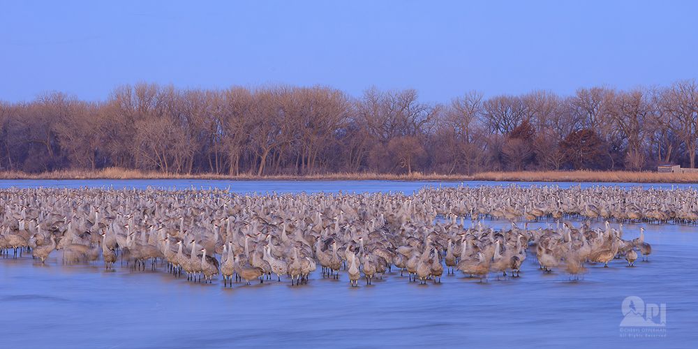 Sandhill cranes gathering on the Platte River at dawn in Nebraska