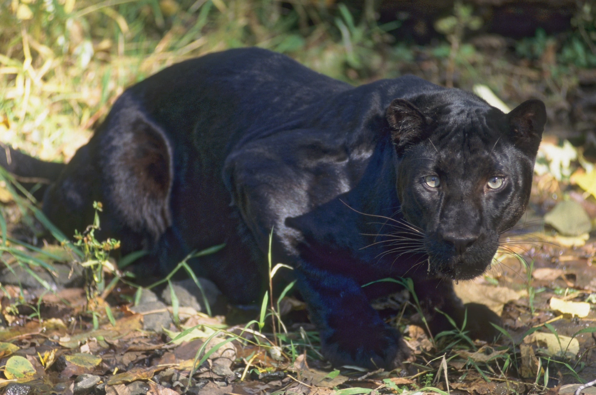 Black leopard resting in the Kenyan forest