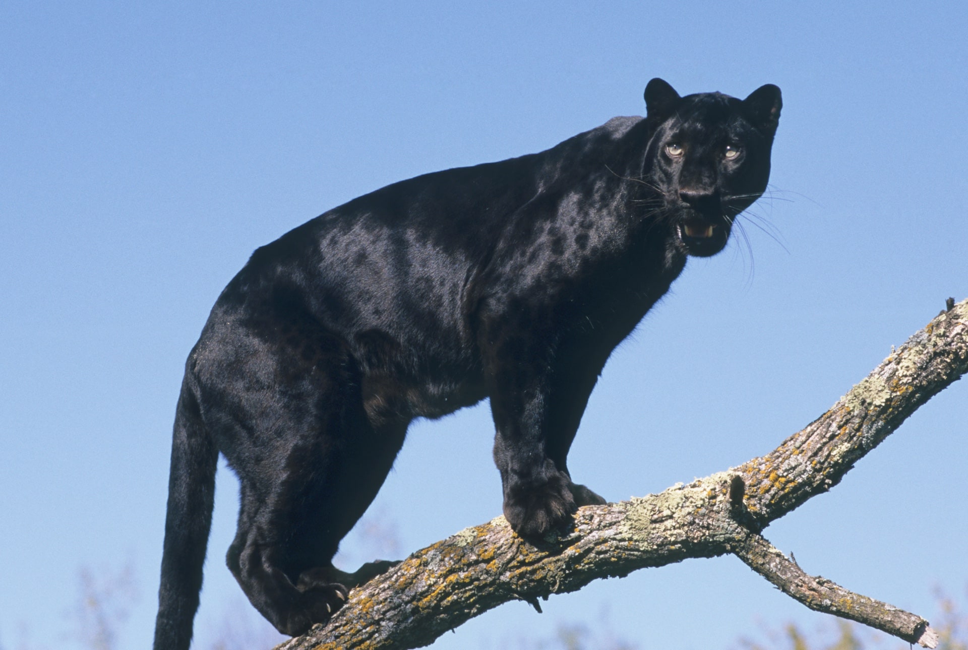 Black leopard standing in a Kenyan tree