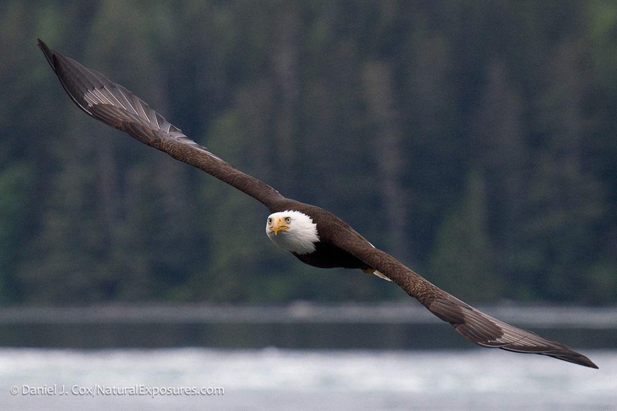 Bald eagle photography in British Columbia