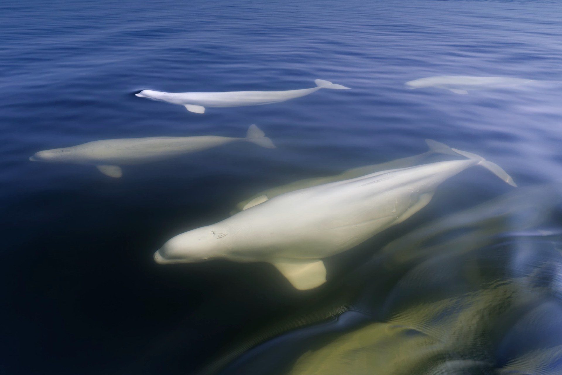 Beluga whale photography tour