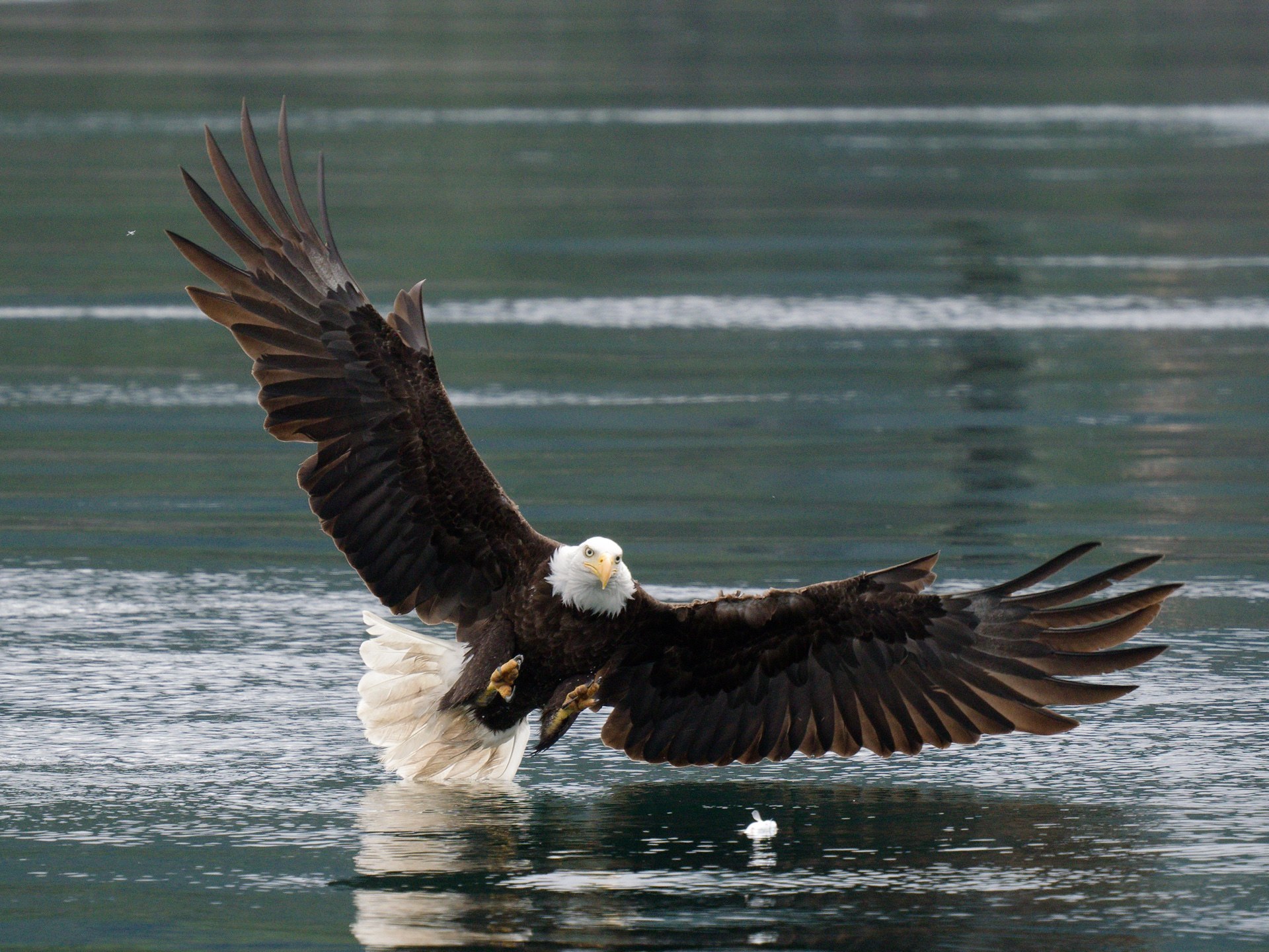 Canadian bald eagle photography tour