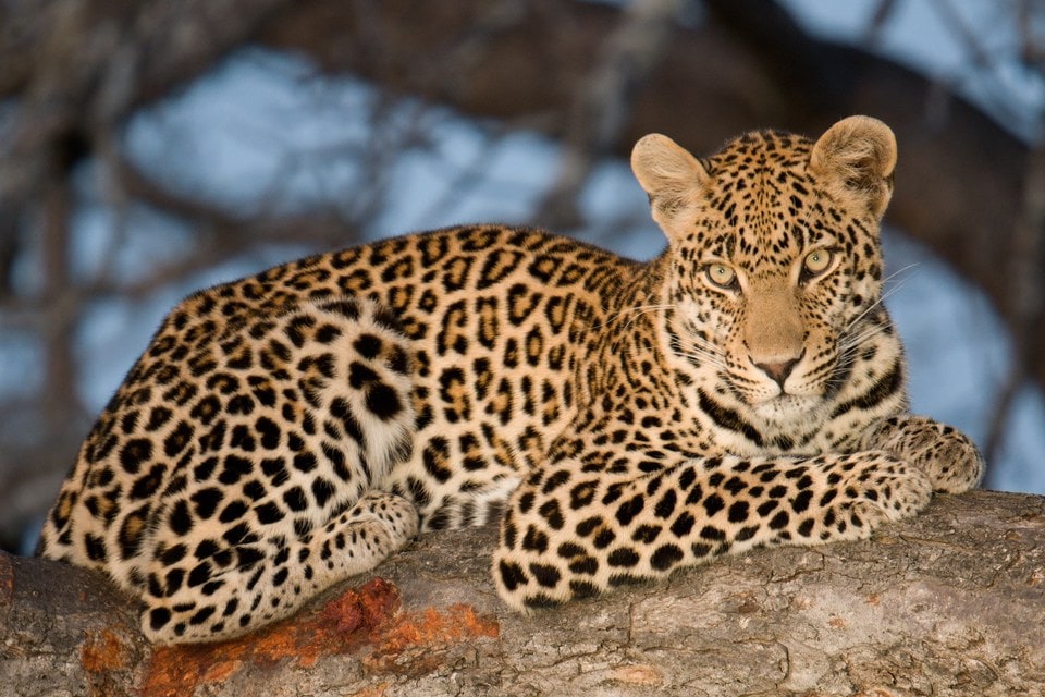 South Africa and Botswana wildlife photography safari