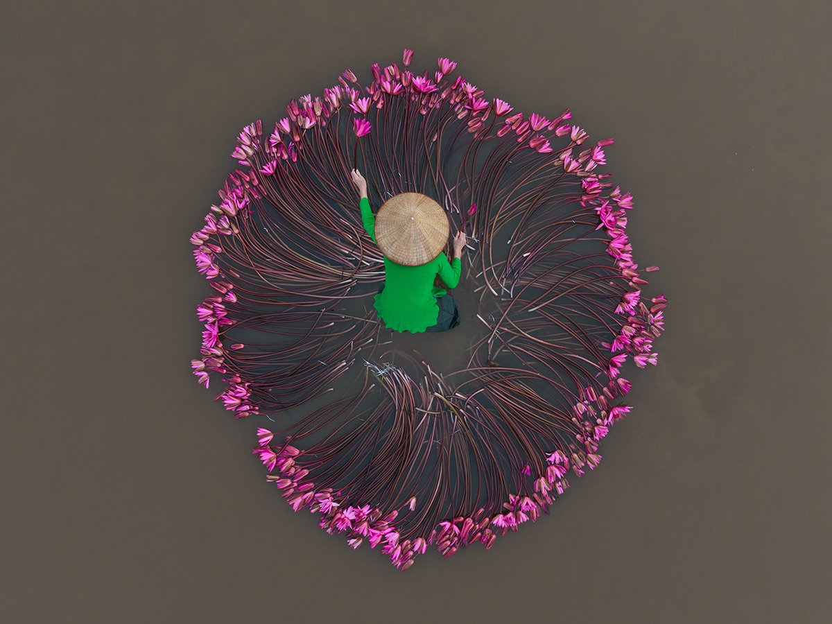 Vietnamese flower gatherer surrounded by pink water lilies
