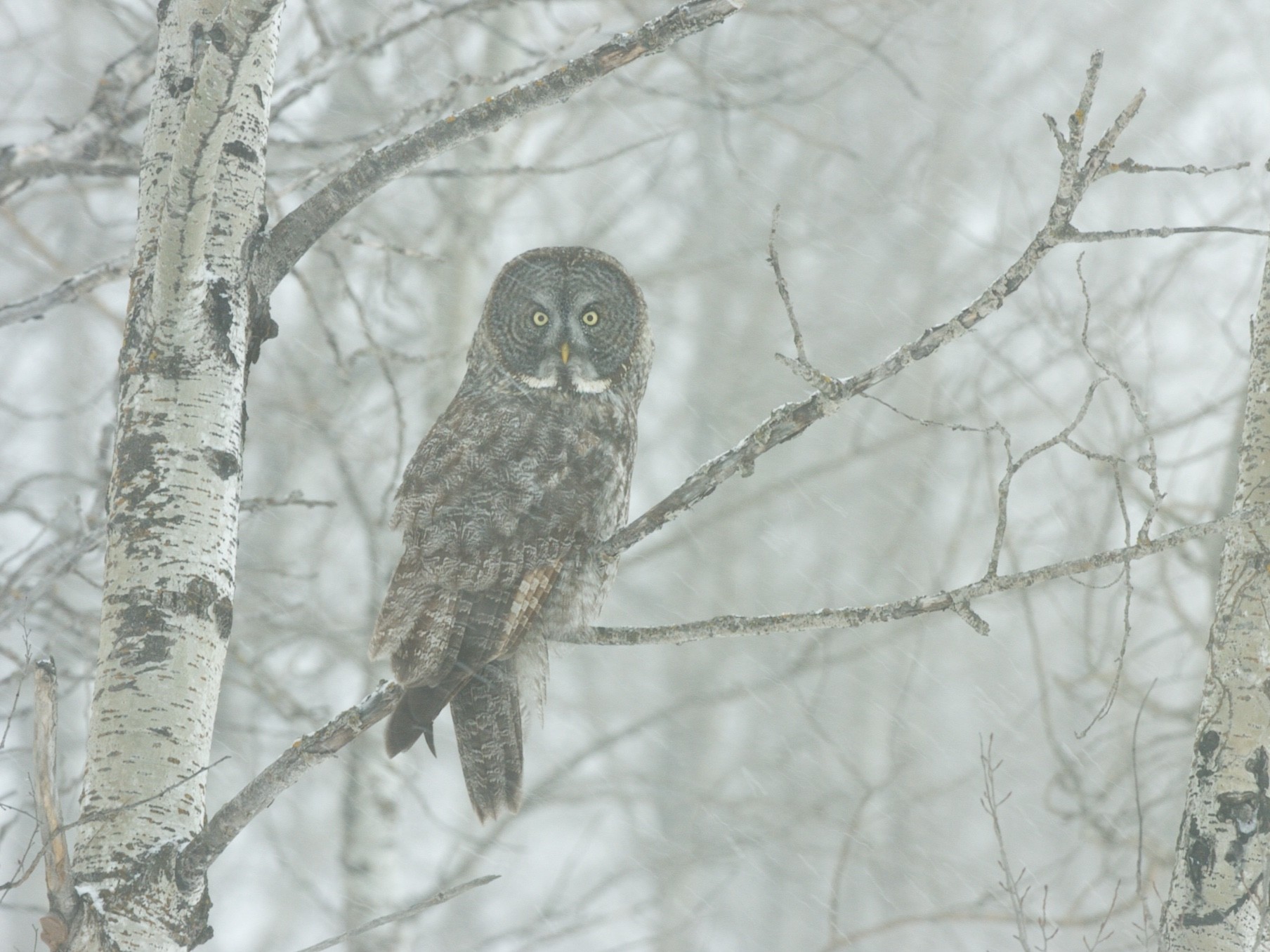 Great gray owl perched among birch trees in falling snow