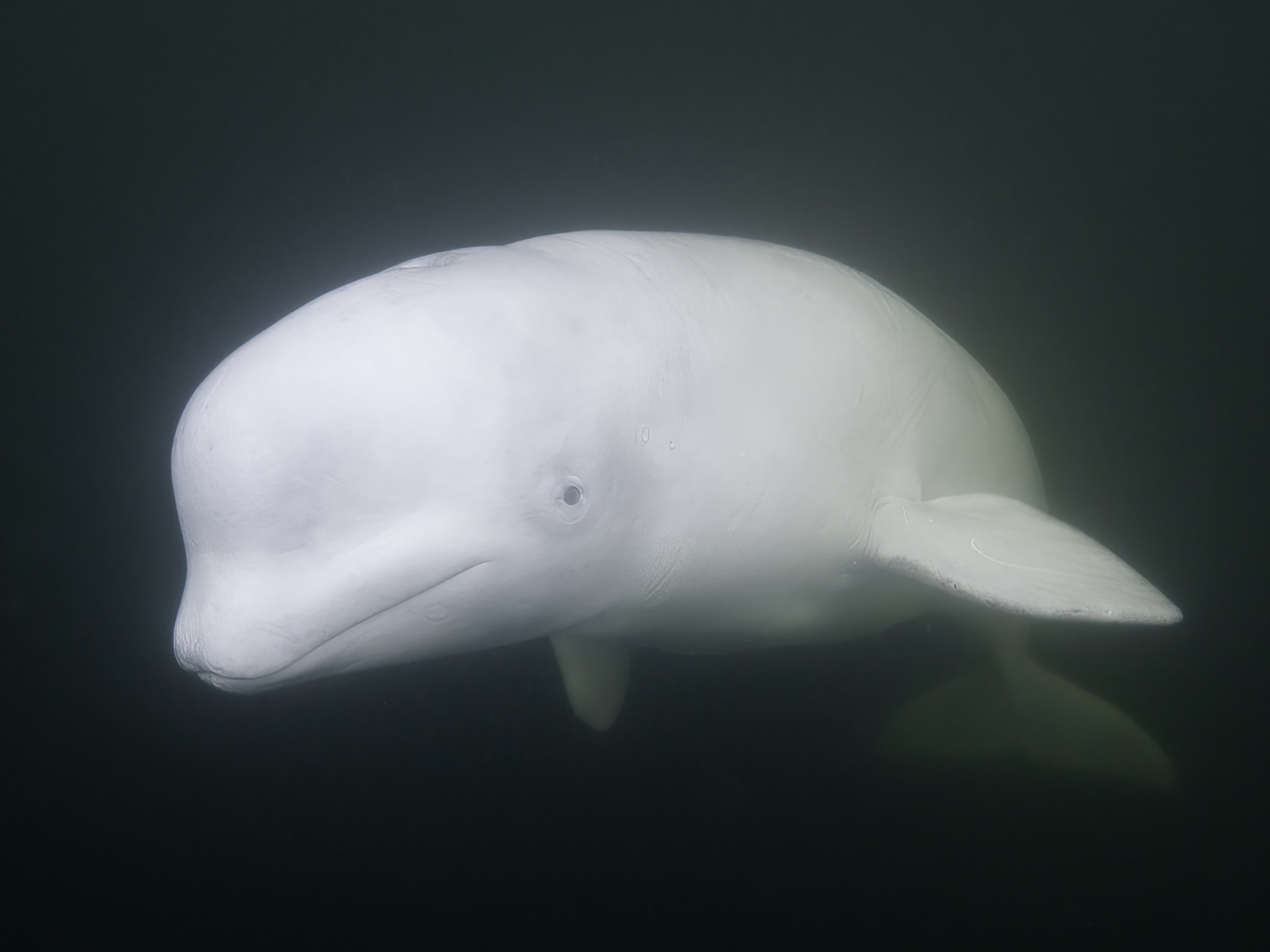 Beluga whale underwater in Churchill River, Manitoba