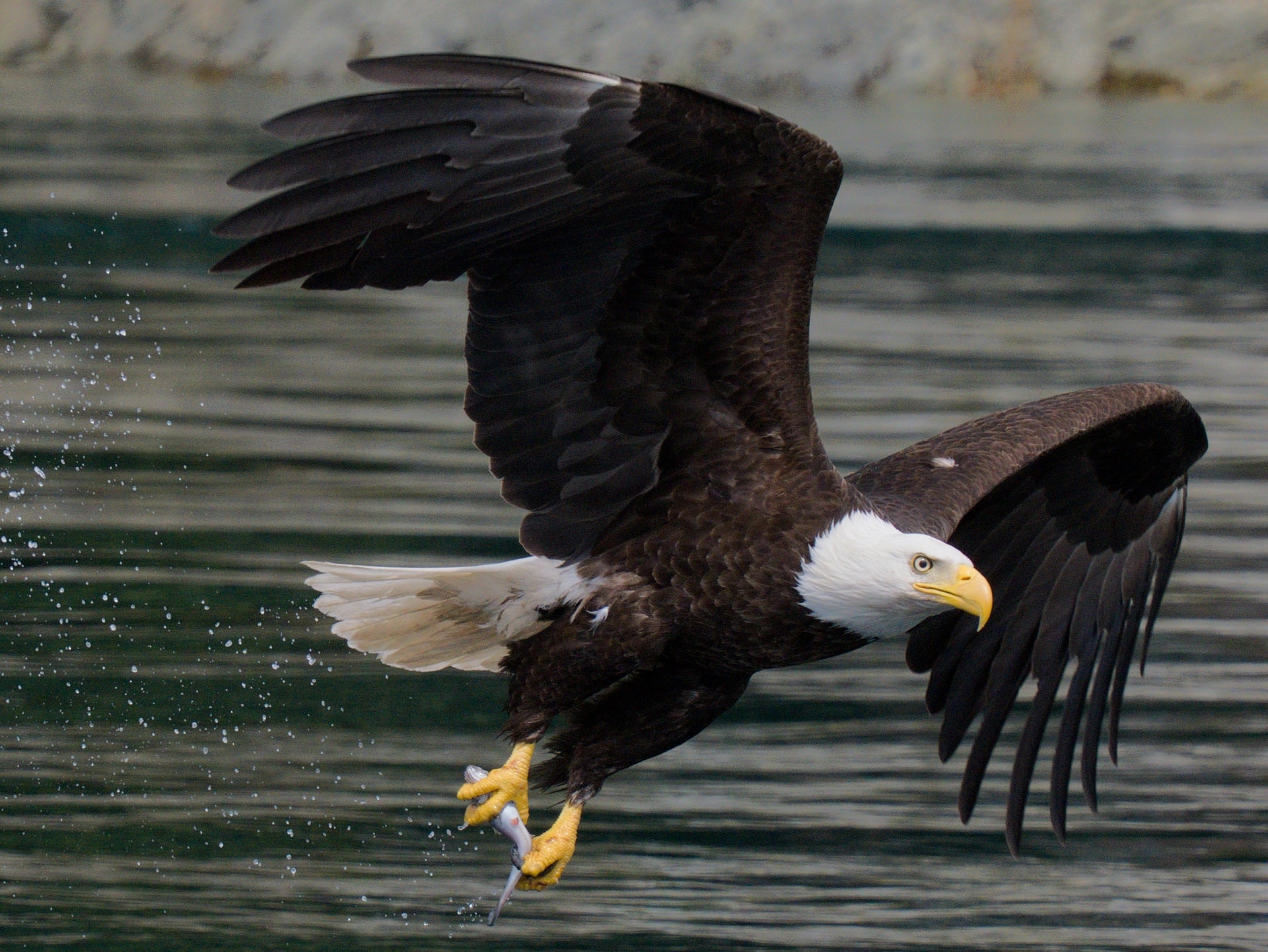 Bald eagle swooping to catch a fish in British Columbia, Canada
