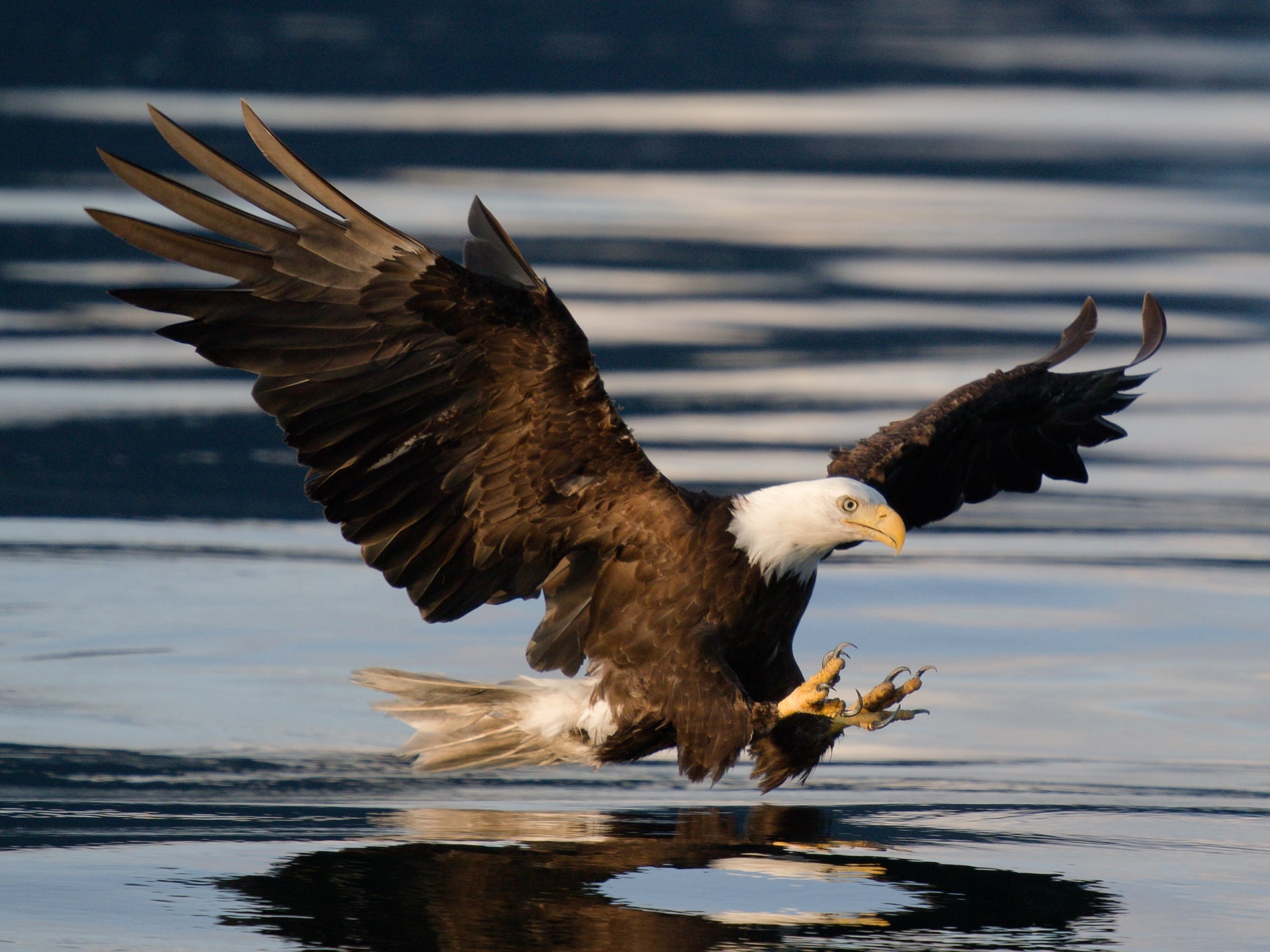 Bald eagle in flight over coastal water in British Columbia, Canada