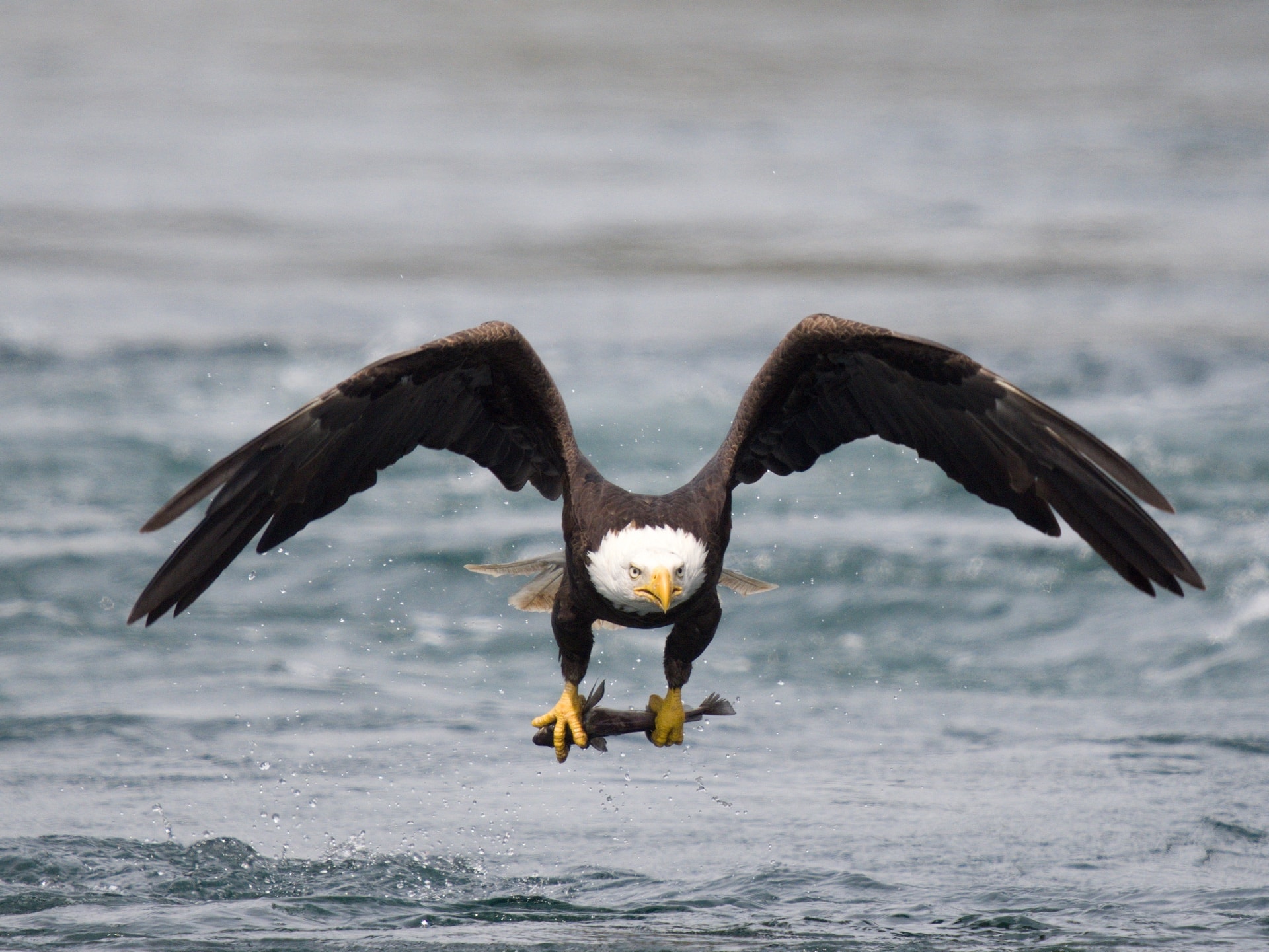 Bald eagle flying with a fish over coastal water in British Columbia, Canada