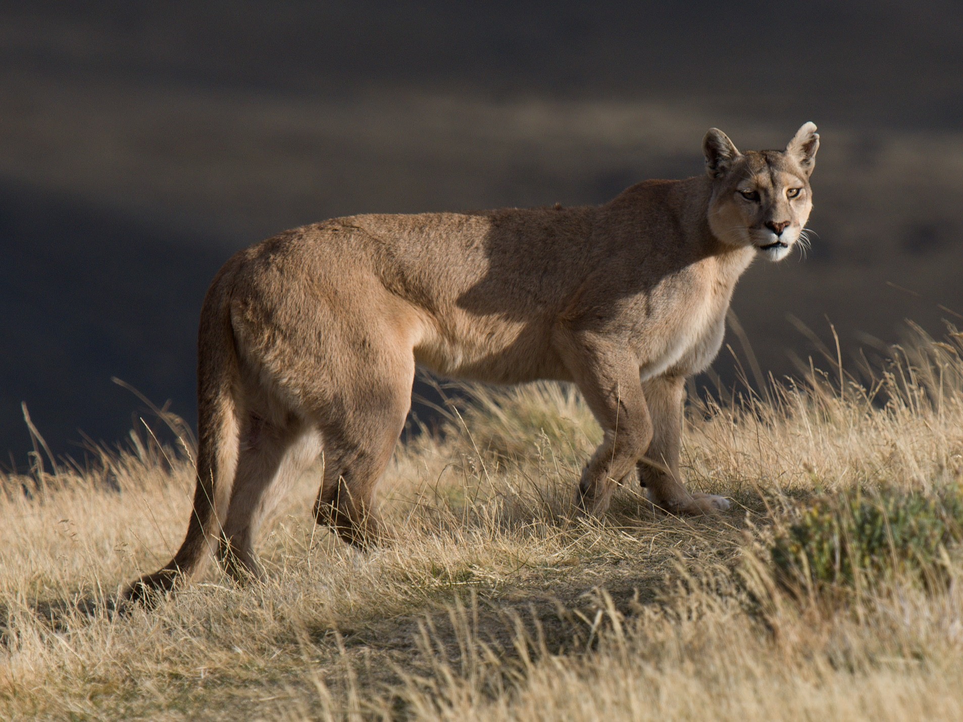 Puma in the Southern Andean steppe