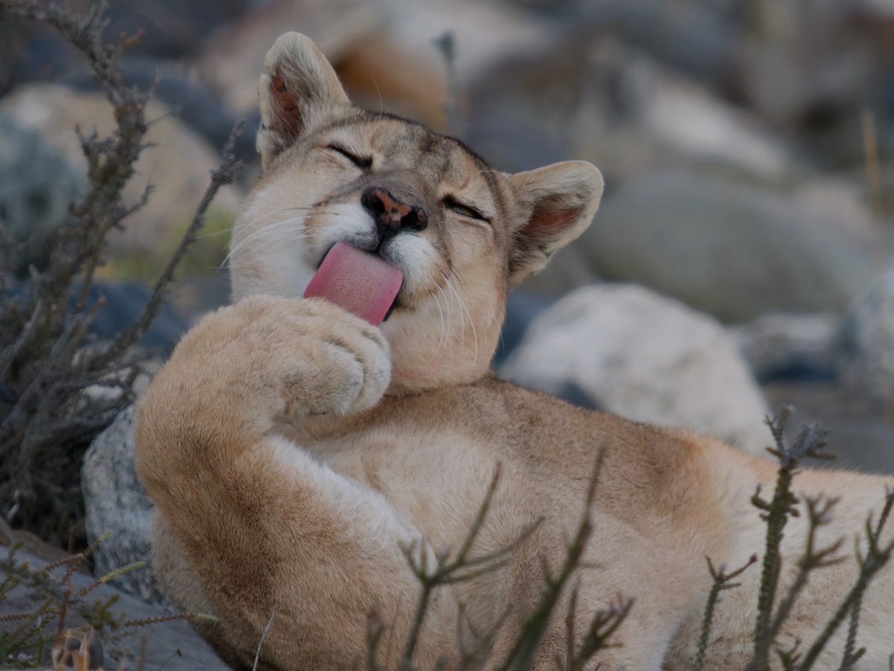 Female puma grooming in Patagonia, Chile